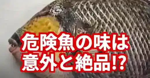 【実食】ゴマモンガラの味は？危険だけど美味い？刺身・調理法