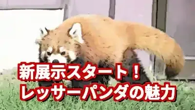 アドベンチャーワールドのレッサーパンダ新展示！魅力と個体紹介