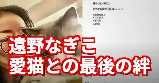 遠野なぎこさんの猫の死因は？愛猫「愁くん」無事保護と深い絆